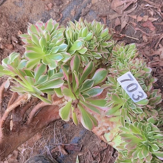多肉植物一个有伤