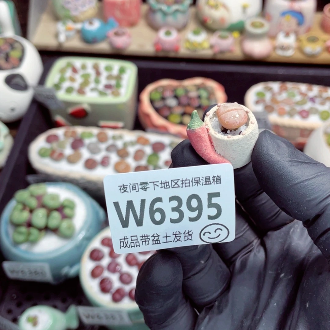 派***友夜间零下地区拍保温箱w6395