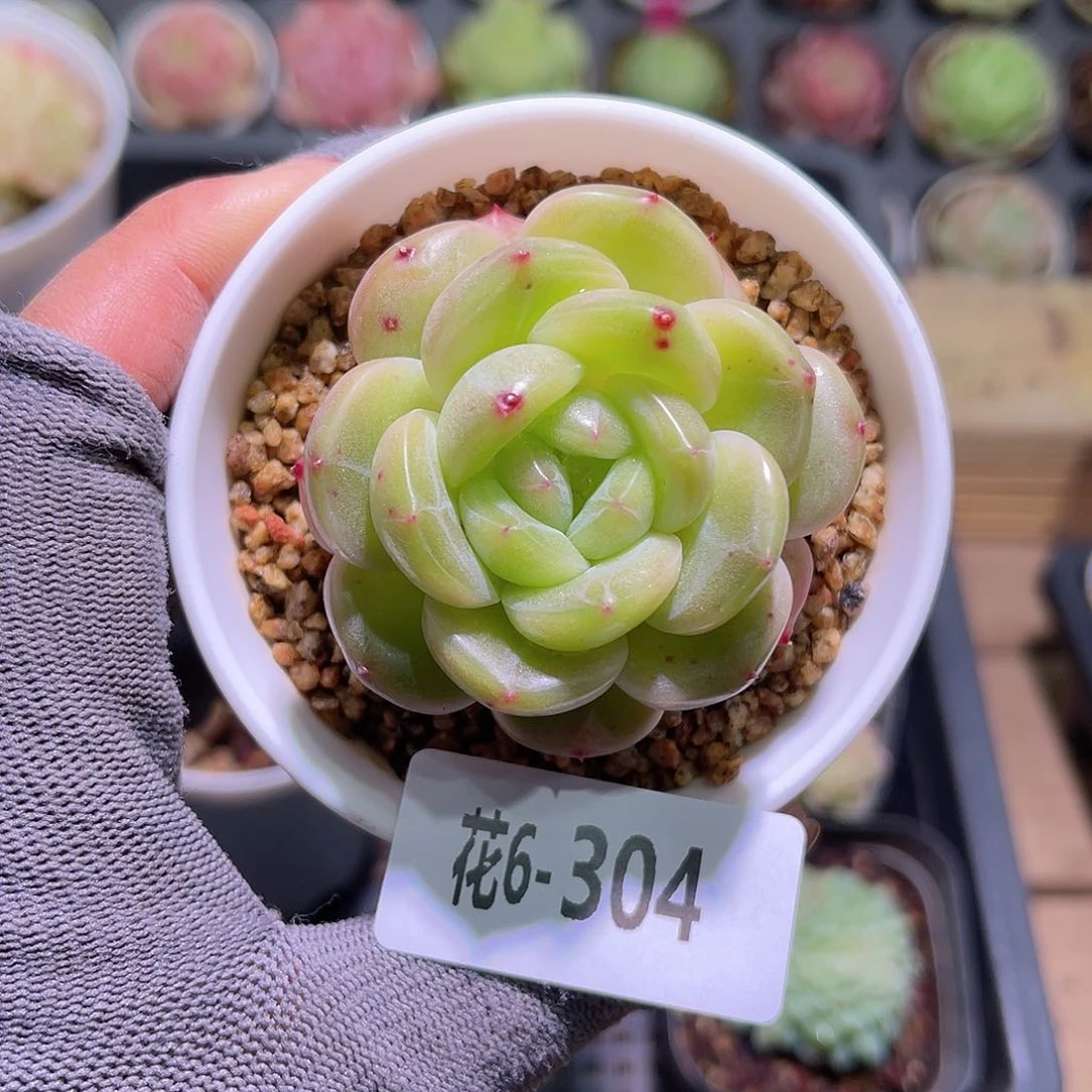 花06+304新品单头