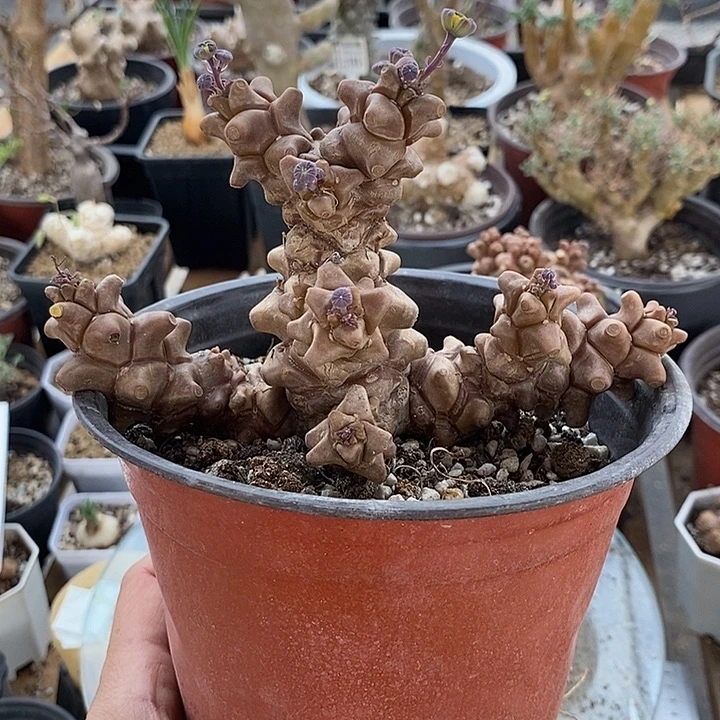 853大蛮鬼塔厚敦菊一一一一一