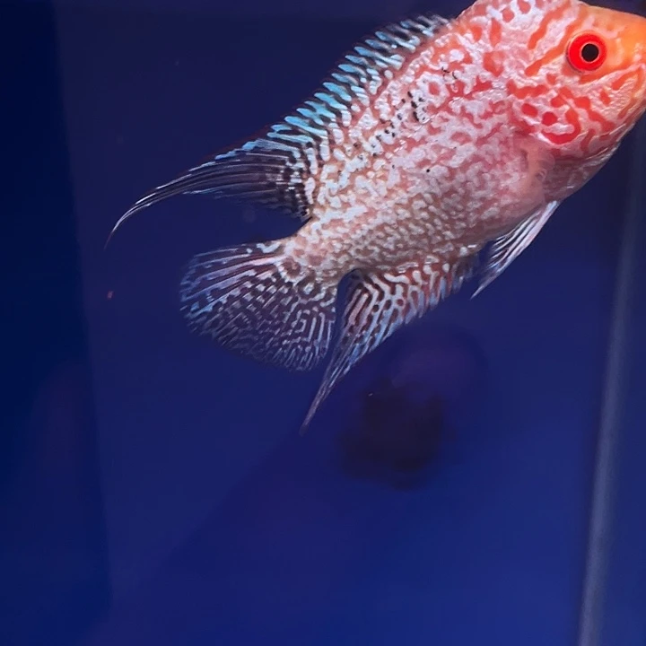 罗汉鱼金花火凤罗汉鱼