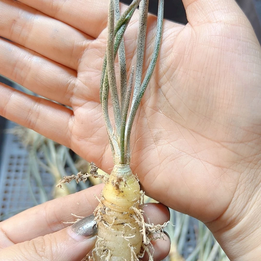 实生美杜莎肚子1.8公分