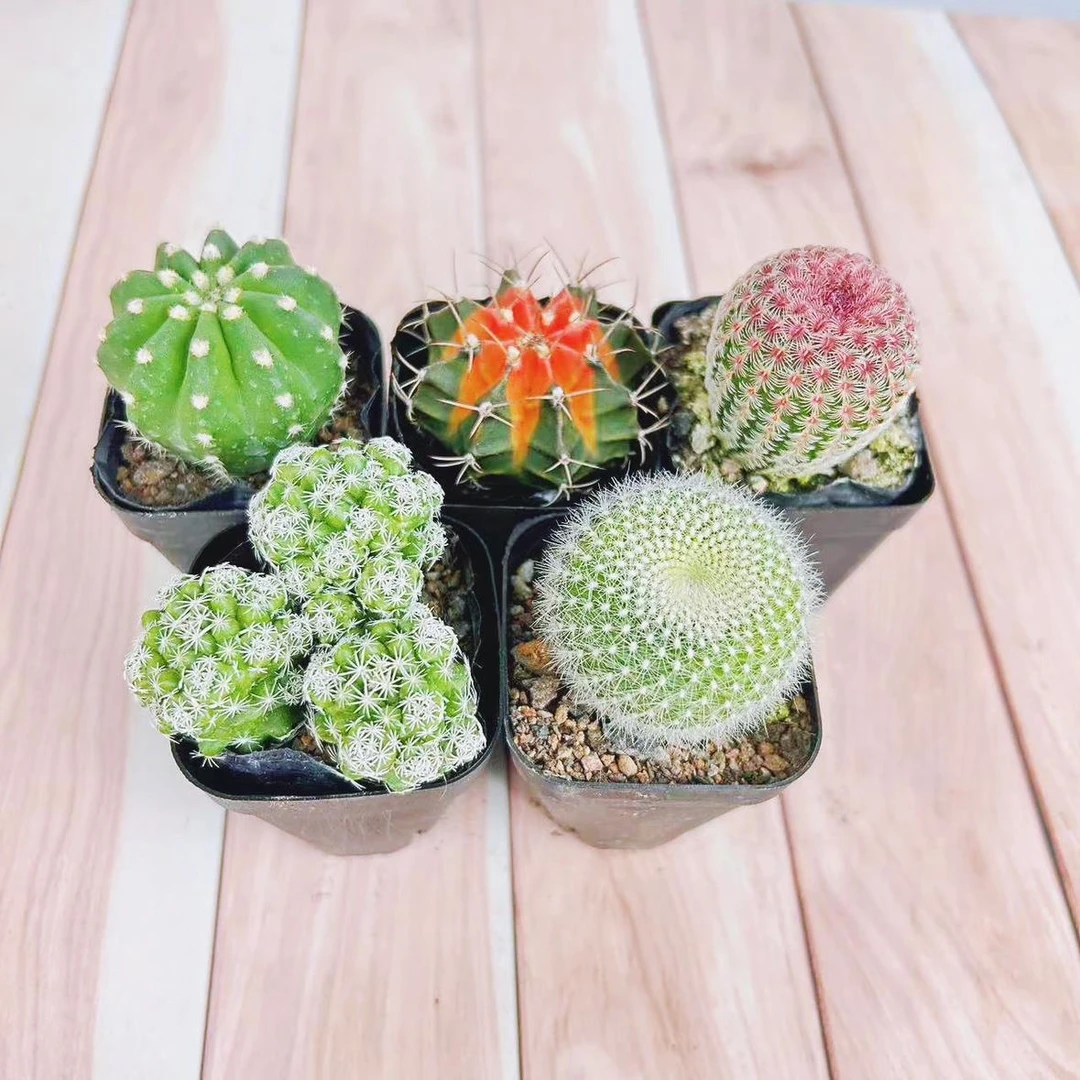 短毛丸红太阳仙人球开花实生多肉仙人掌植物室内客厅防辐射小盆栽