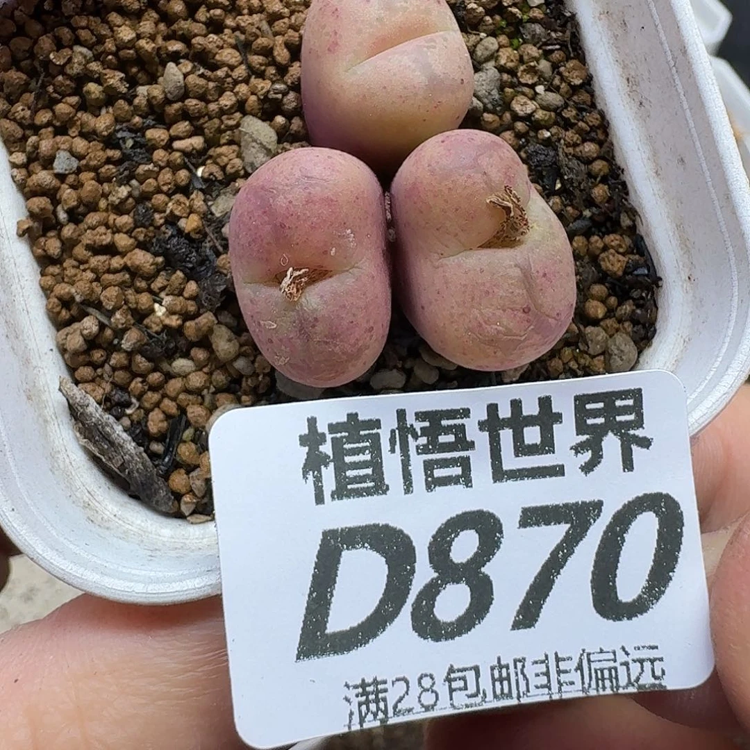 多肉植物的润泽fhn
