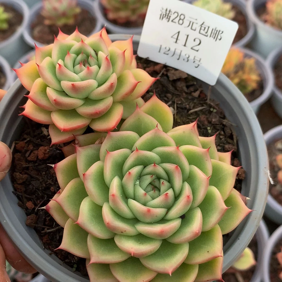 【闪购商品】云412号