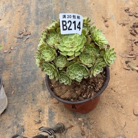 214莲花座不包断枝