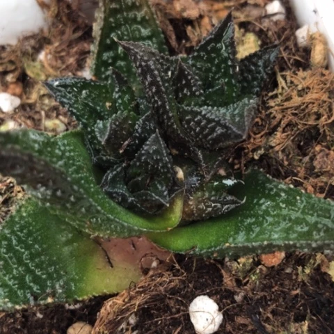 哥斯拉底座带4个侧牙