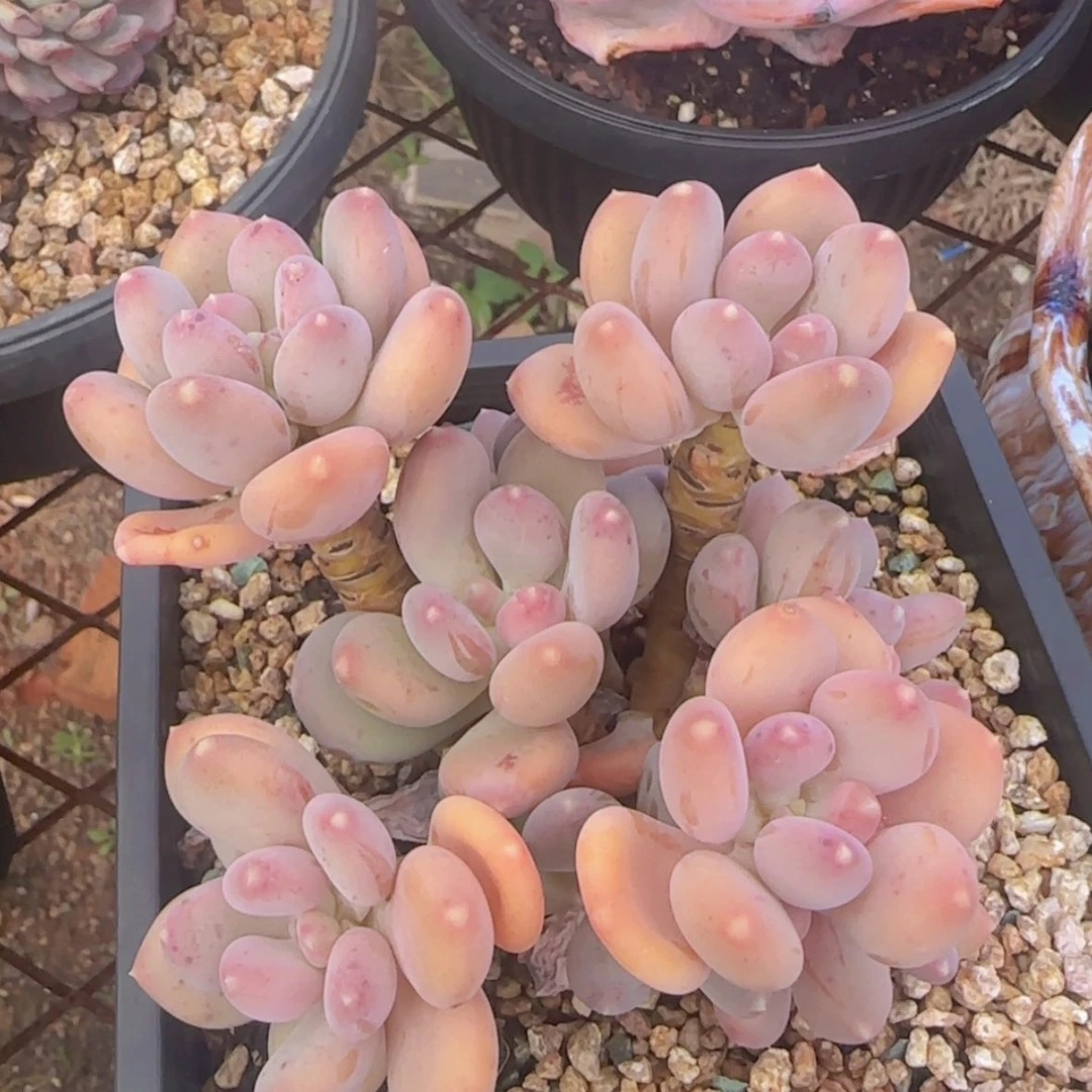 【闪购商品】咖啡美人29.9