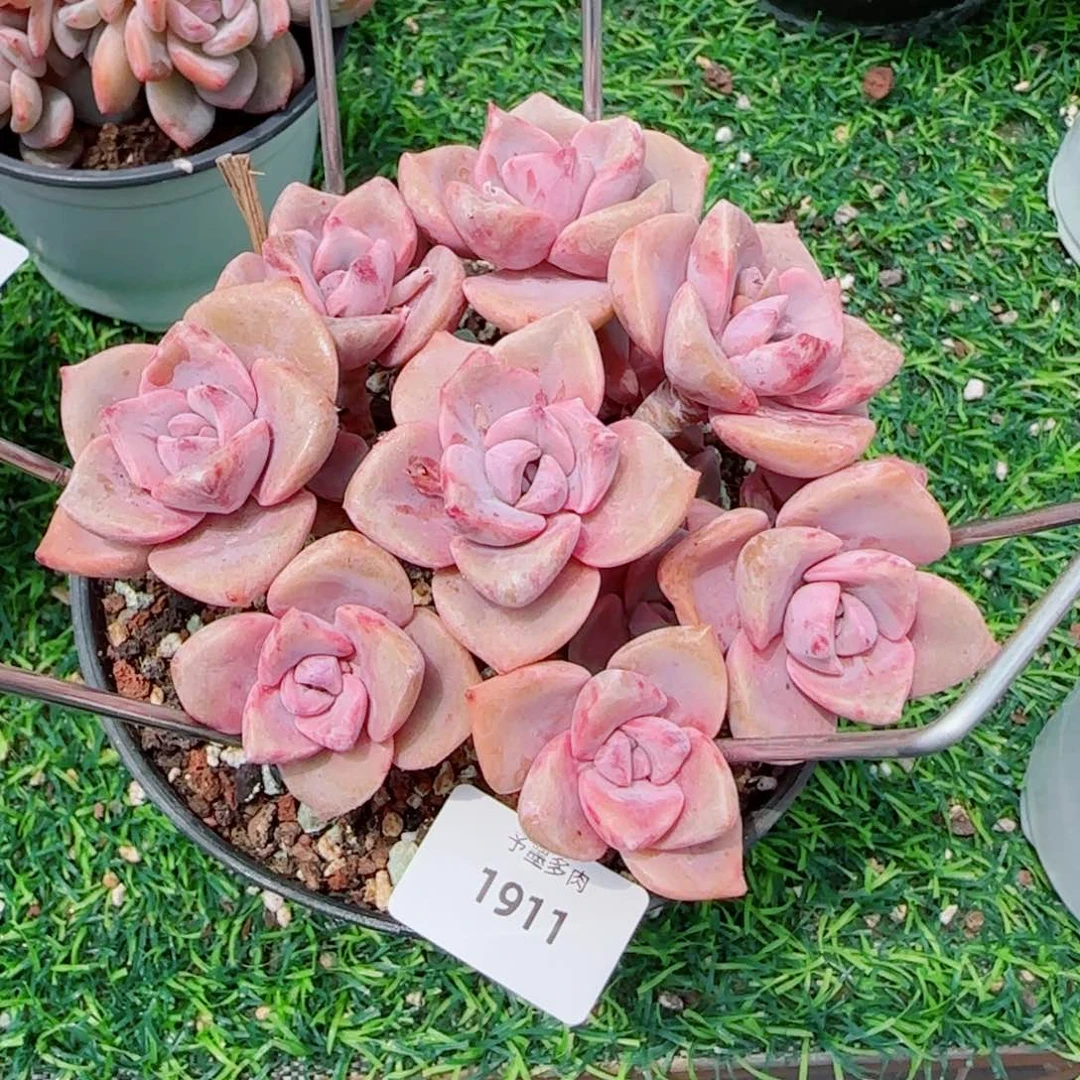 彩虹糖,1911多肉植物
