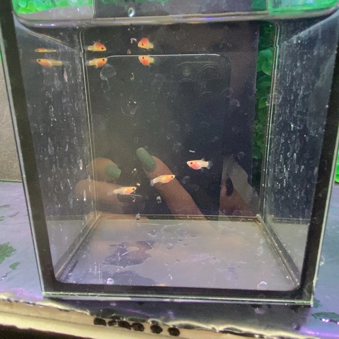 H***R孔雀鱼幻彩玻璃猫苗5条