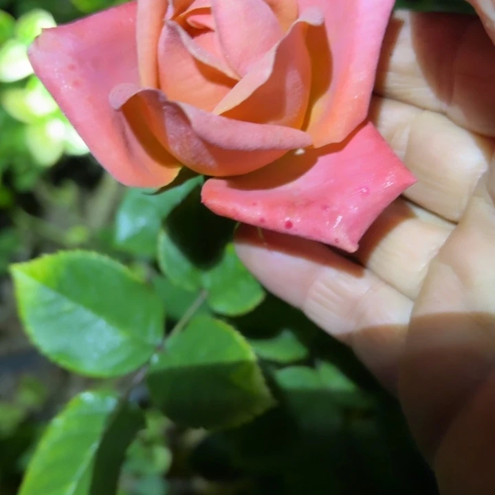 无花朵美式咖啡裸根