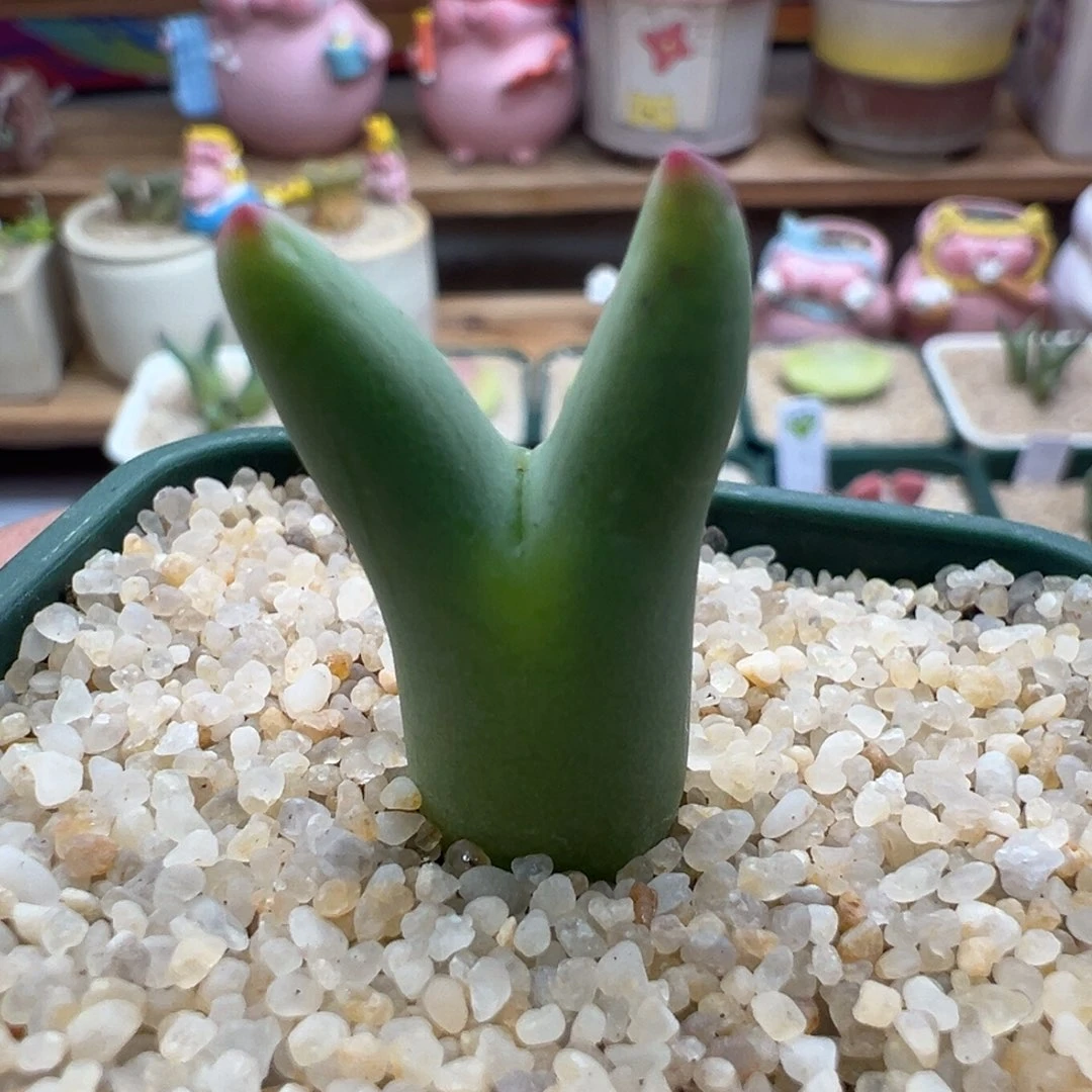 128。0136尖耳皮卡丘