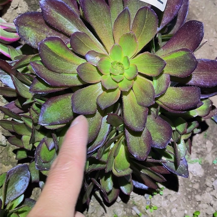 4182花无缺多肉植物