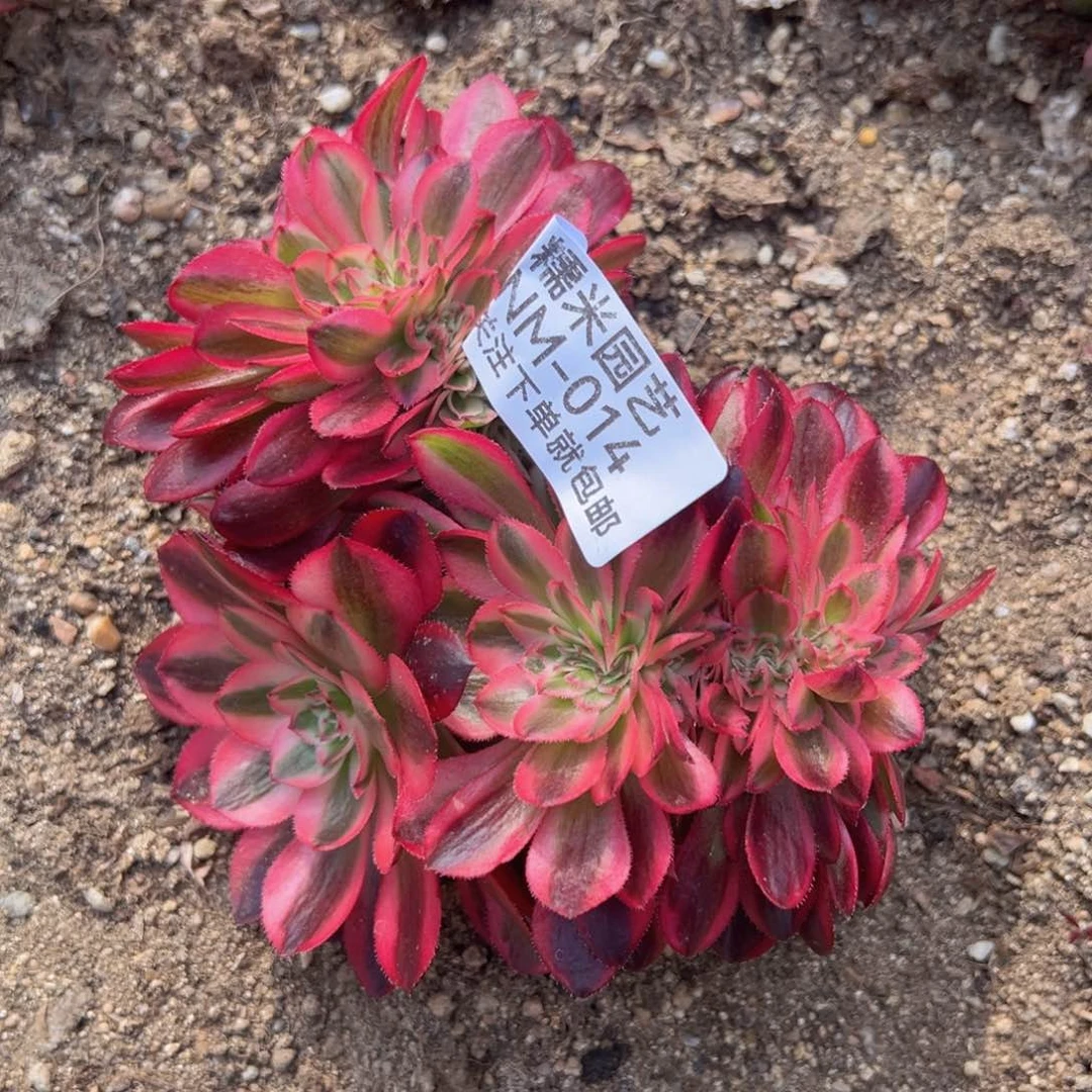 倾城缀多肉植物014