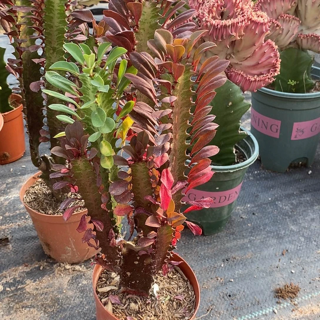 红龙骨一物一拍一