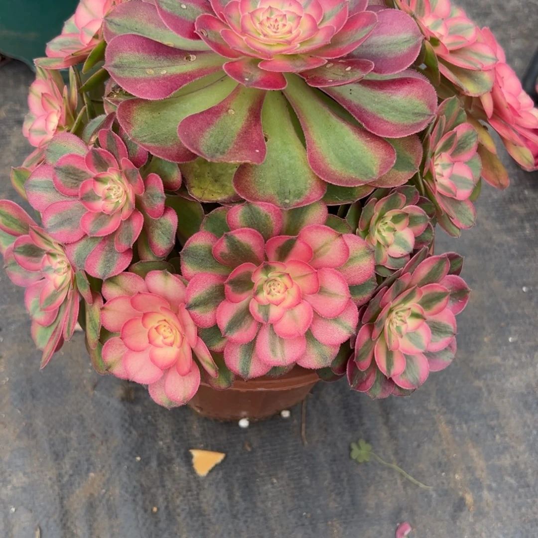 7336荔枝多肉多肉多肉多破了