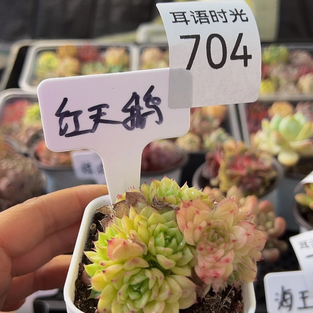 704，红天鹅麦秆，带盆带土发货