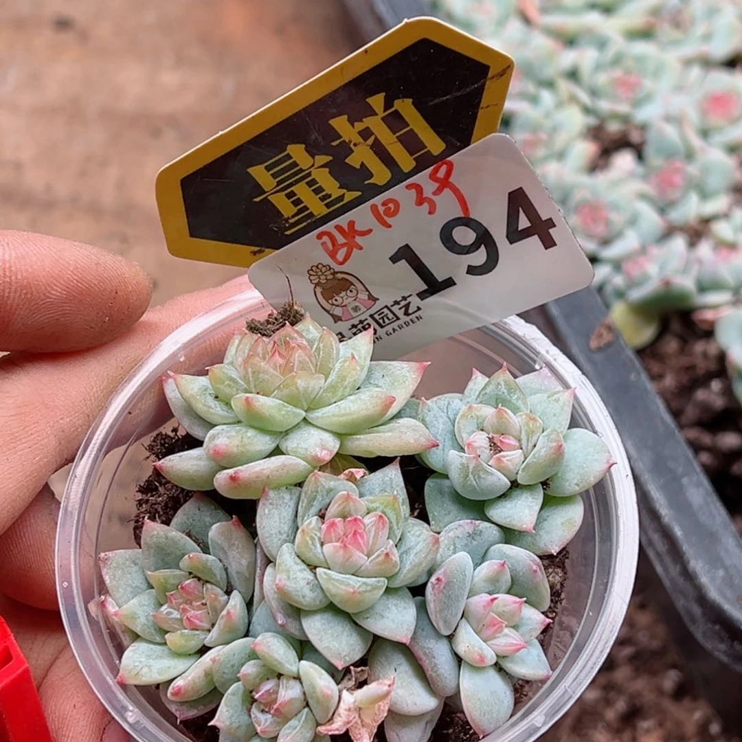 多肉植物多肉植物