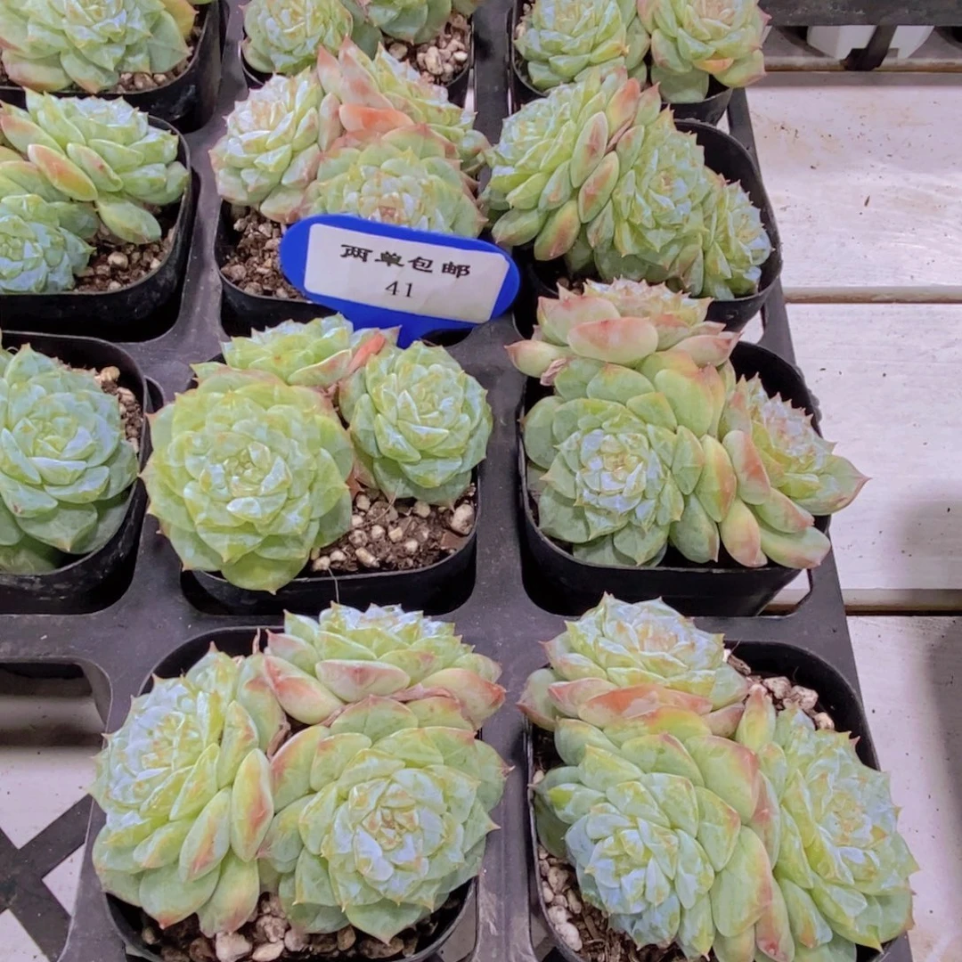 41-新品糖心群一个