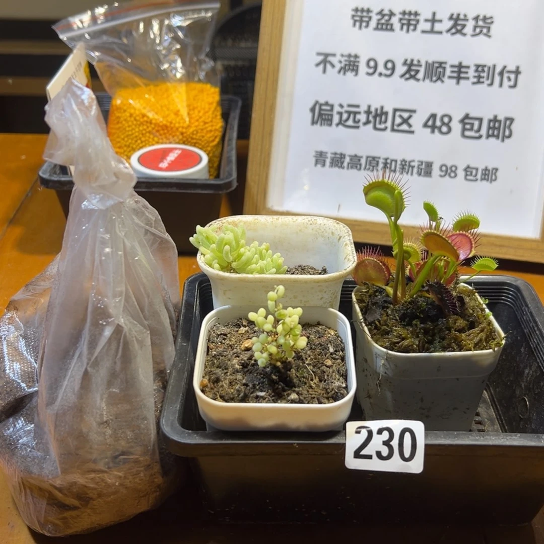 230号三颗加一包土