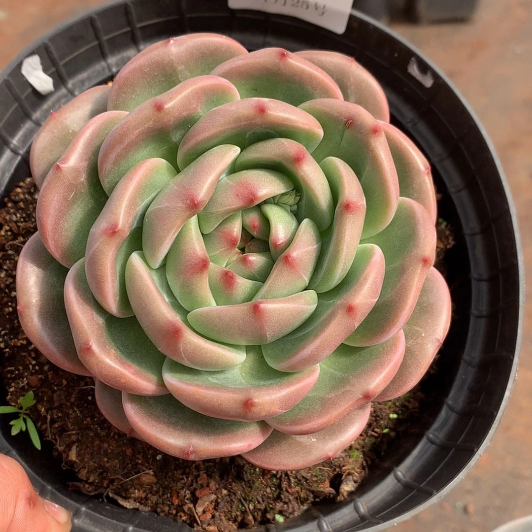 【闪购商品】云837号香槟杂13厘米