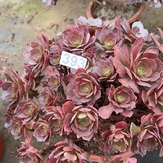 小***包多肉植物一个黑魔393
