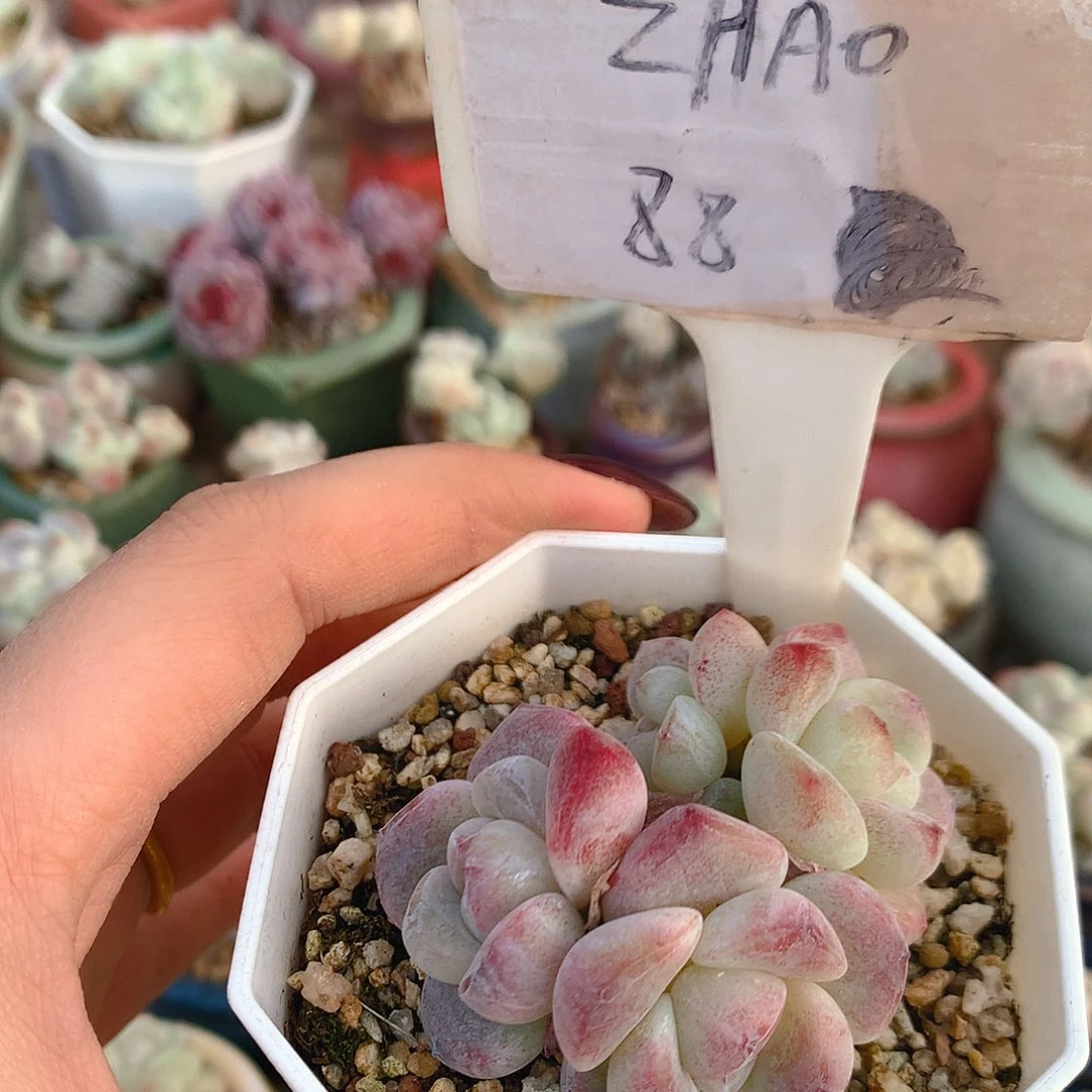 ZHAO脱土发货冰玉血斑