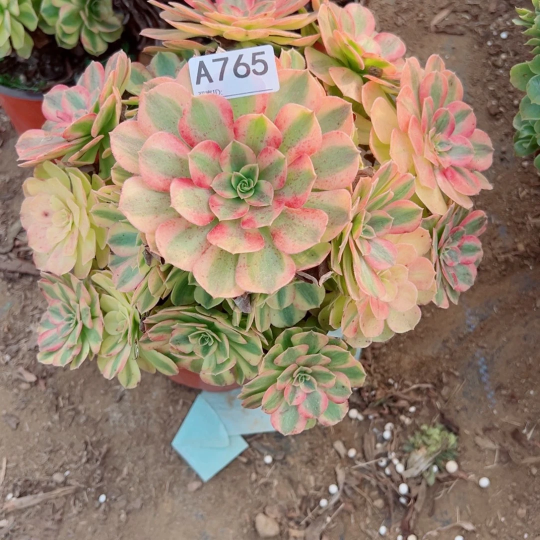 765雨荷多肉植物法师多肉