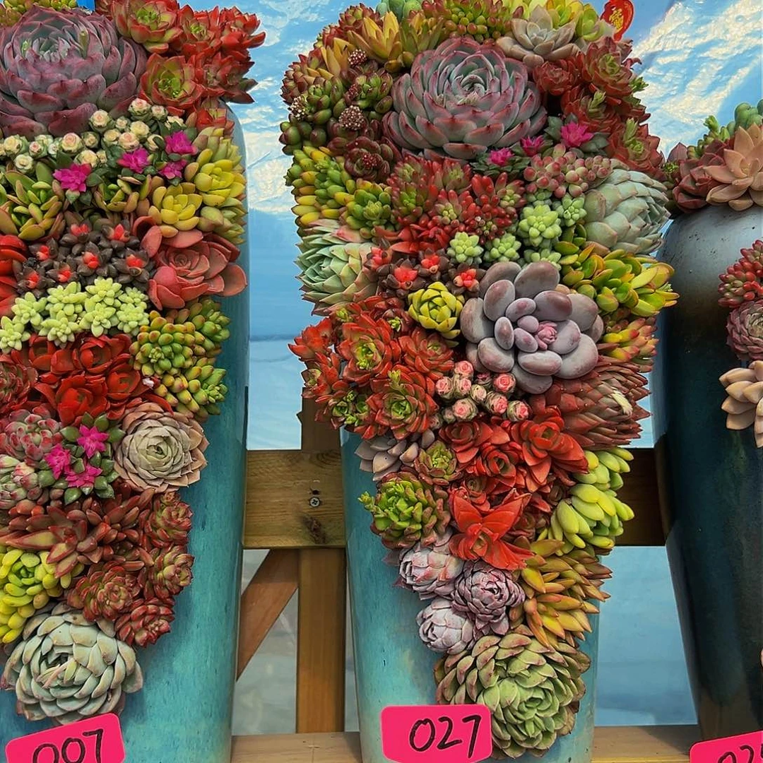 55公分龙凤花园多肉