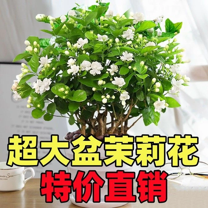 重瓣茉莉花浓香型茉莉花室内客厅盆栽老桩基地直发驱蚊茉莉盆栽
