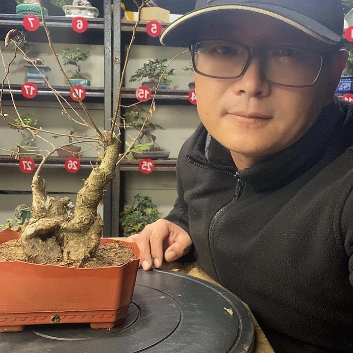 慕***雪无花朵小叶榔榆一个