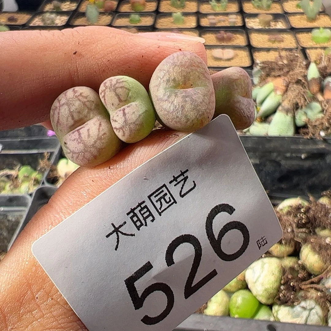 一物一拍。         526