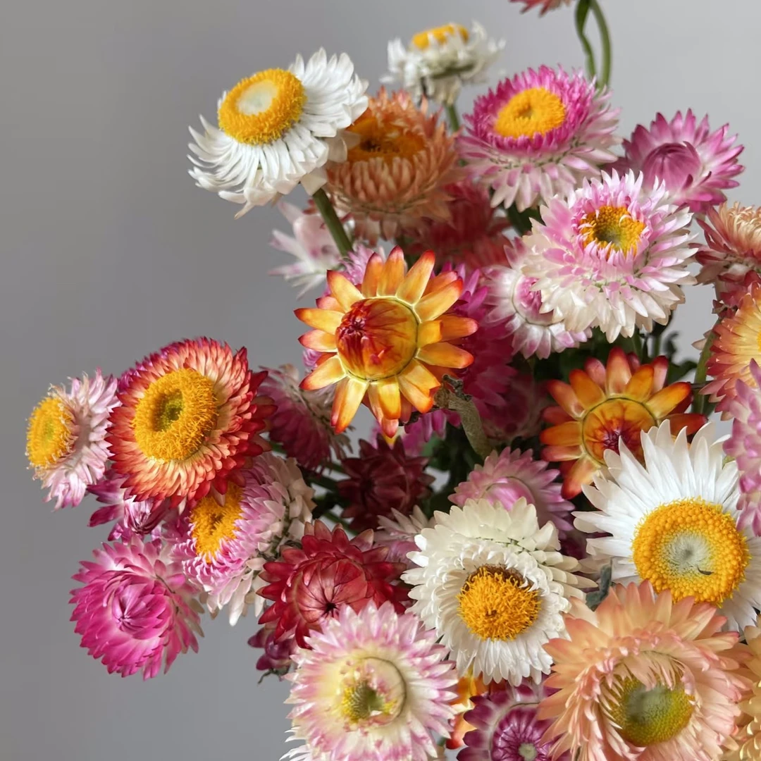 【麦秆菊、橙菠萝】永不凋零干花颜值花束（店内任意三单包邮）