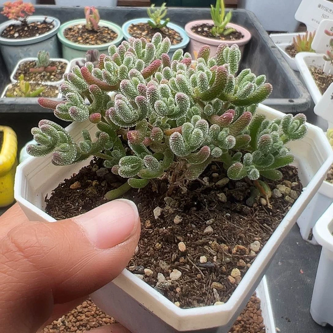 一物一拍紫冰晶12.11多肉