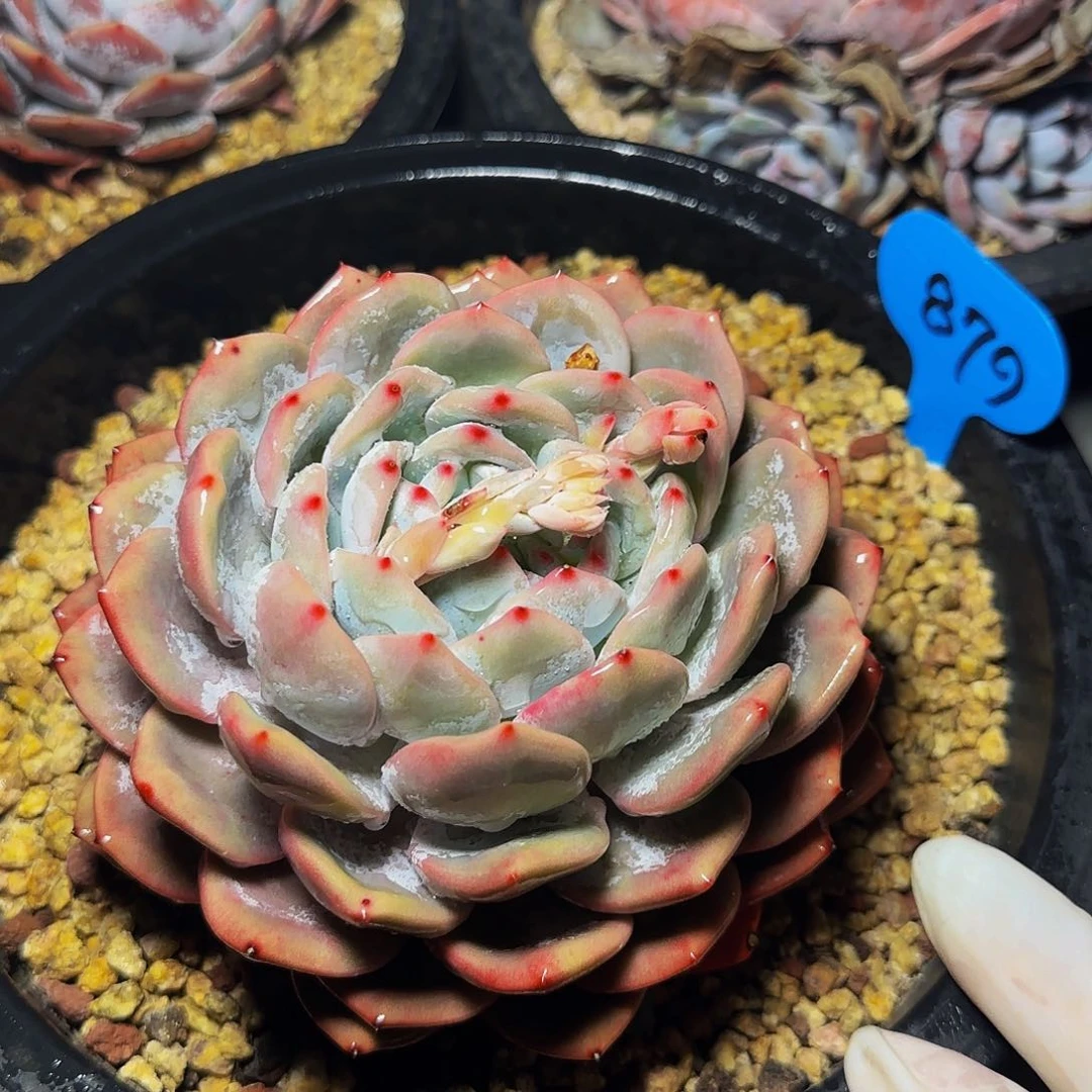 大单头橙梦露879号一物一拍