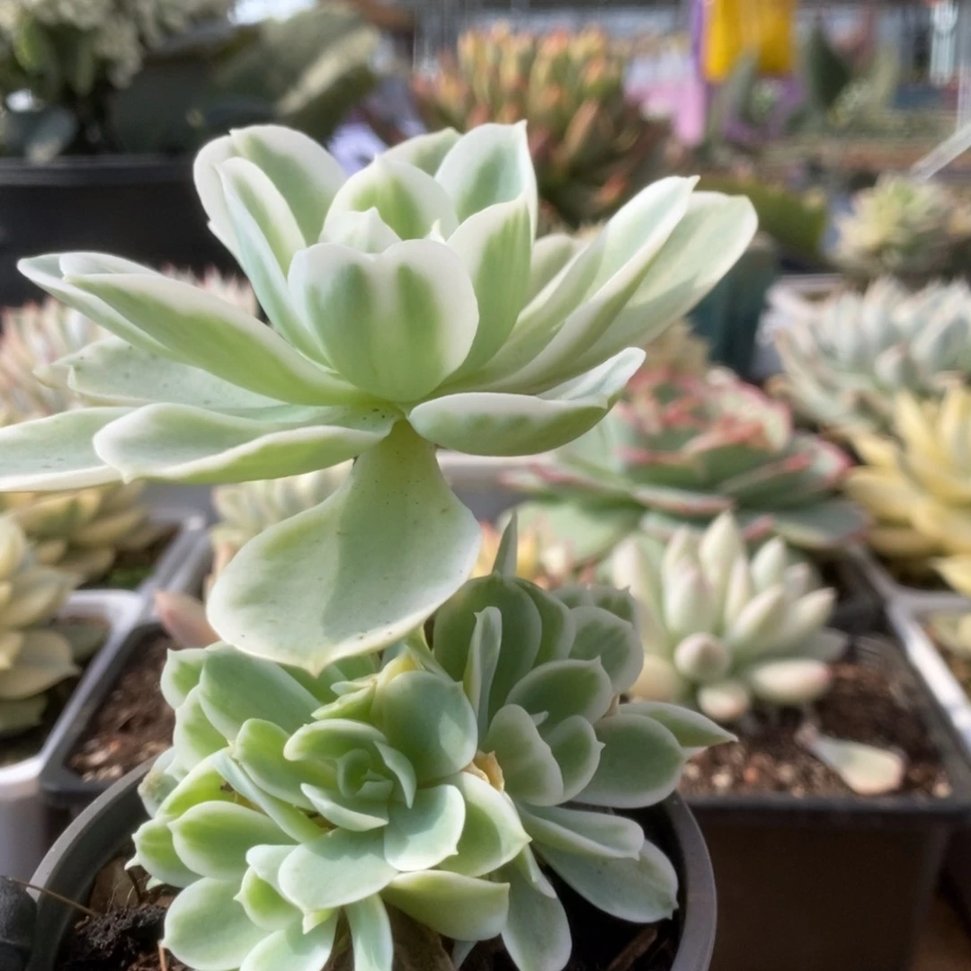 400柠檬玫瑰手捧锦个锦锦锦锦锦