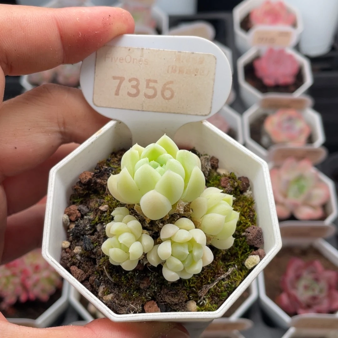 白月光7356-4厘米
