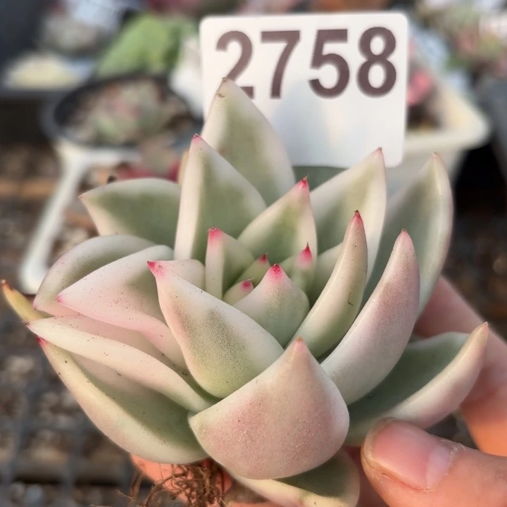 多肉植物满18包邮当场凑单