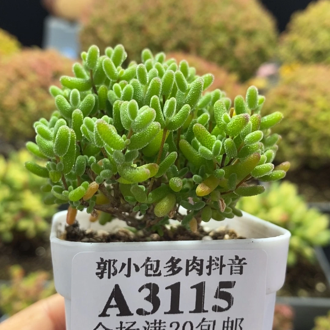 蜜橘糖球3115枝干番杏