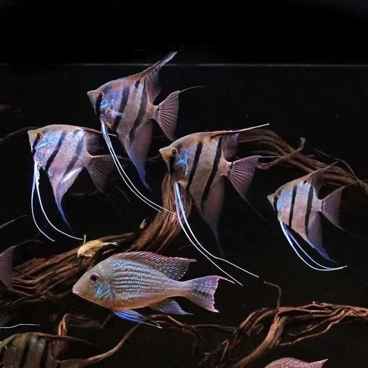 神仙鱼燕鱼秘鲁七彩神仙群游热带观赏鱼小型鱼苗活体淡水墨燕红头