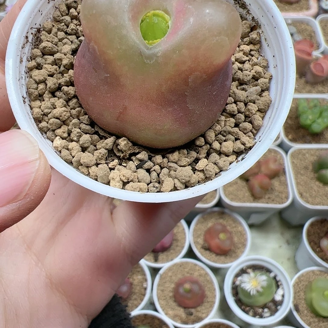 【闪购商品】饼*120 带盆