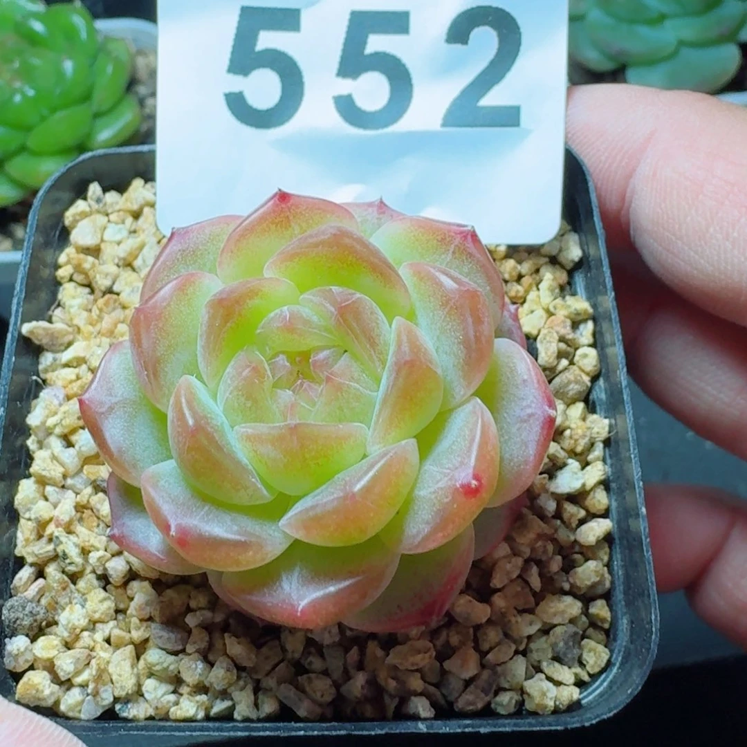 无尽灯            精美多肉植物