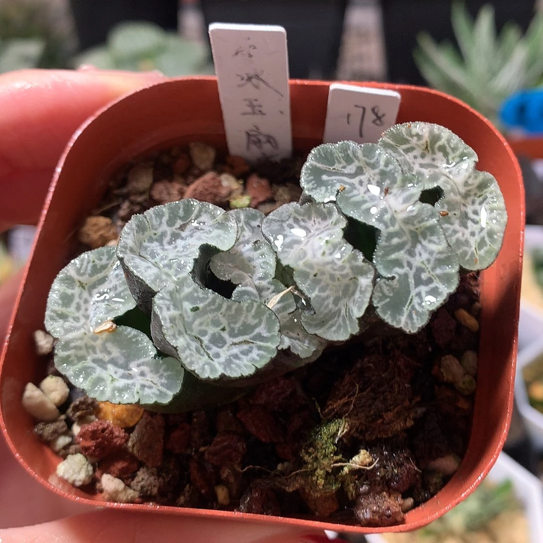 178号守冰玉扇带盆土