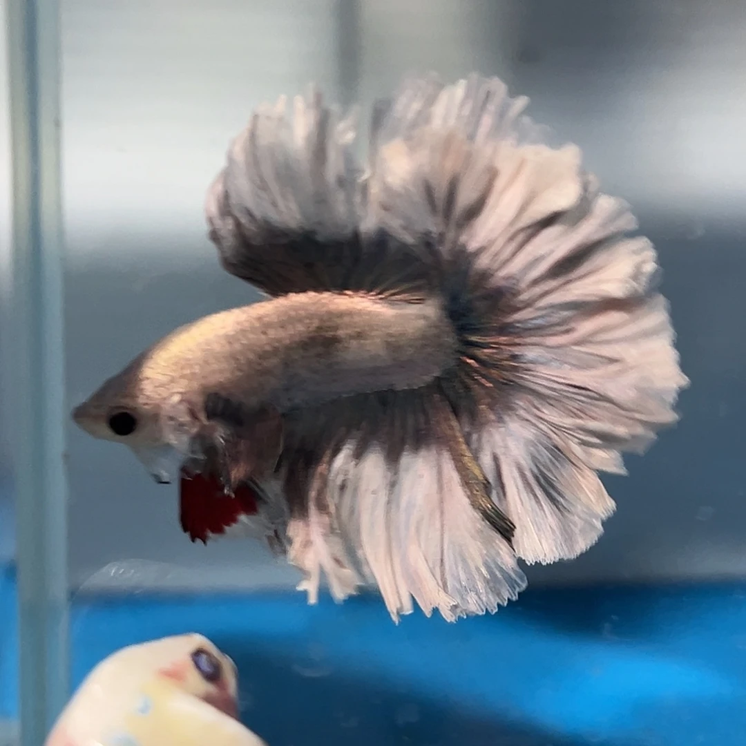 斗鱼47号灰色花瓣