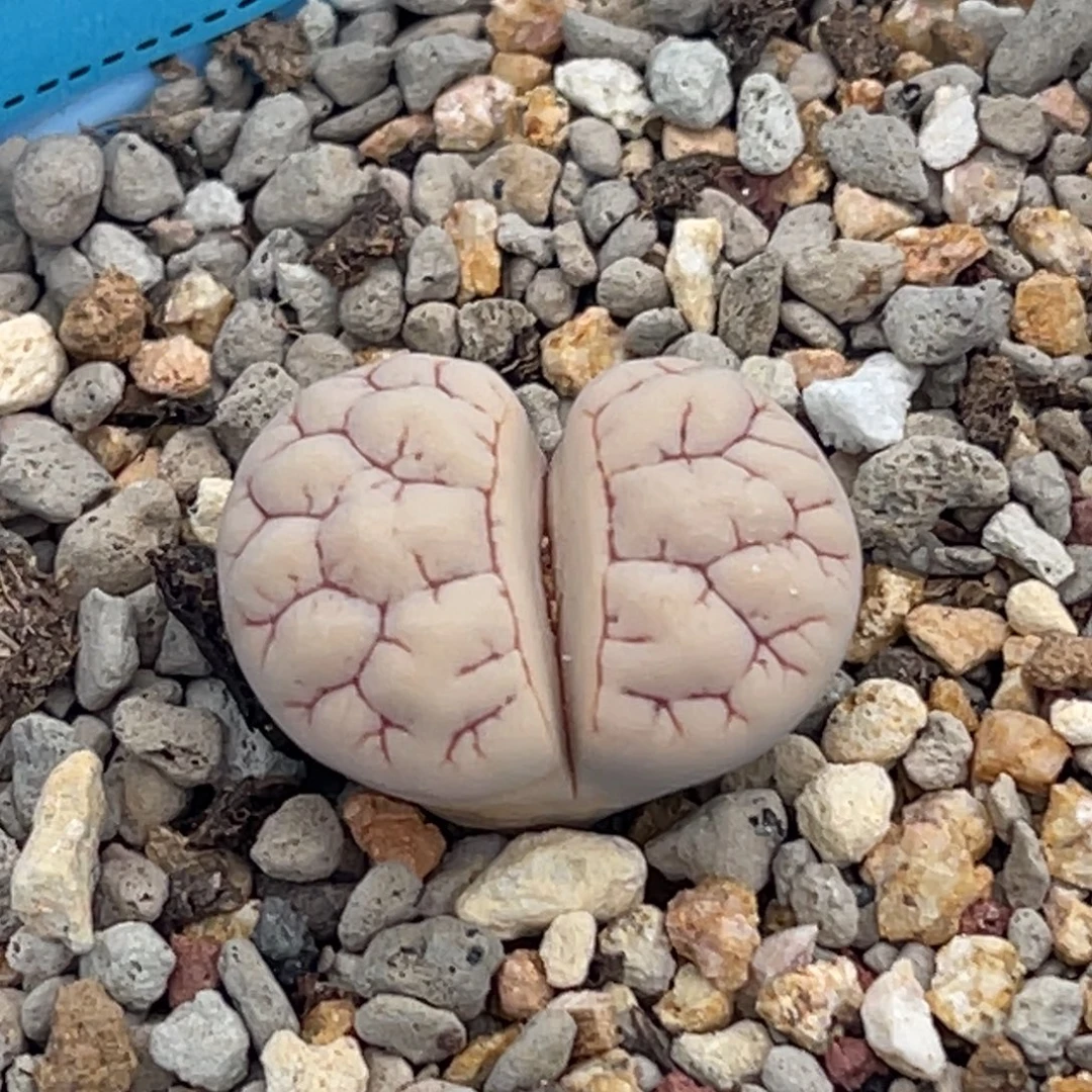 3042红纹蛙哥189一颗