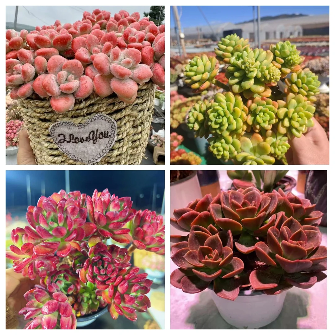 X红洛神+草编篮组合 耐晒皮实 绿植 室内室外都能养