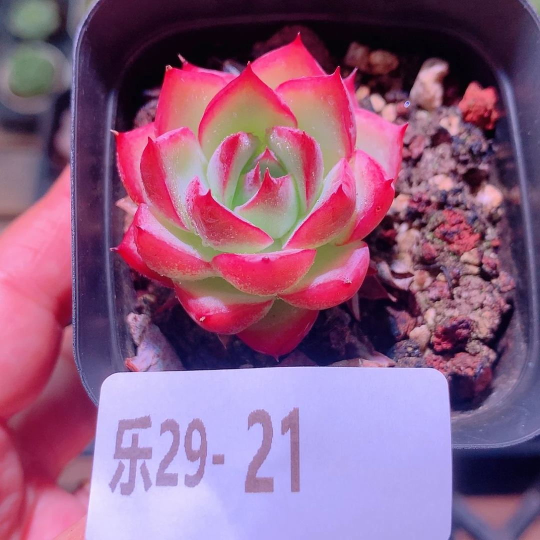 乐然29-21 粉水晶