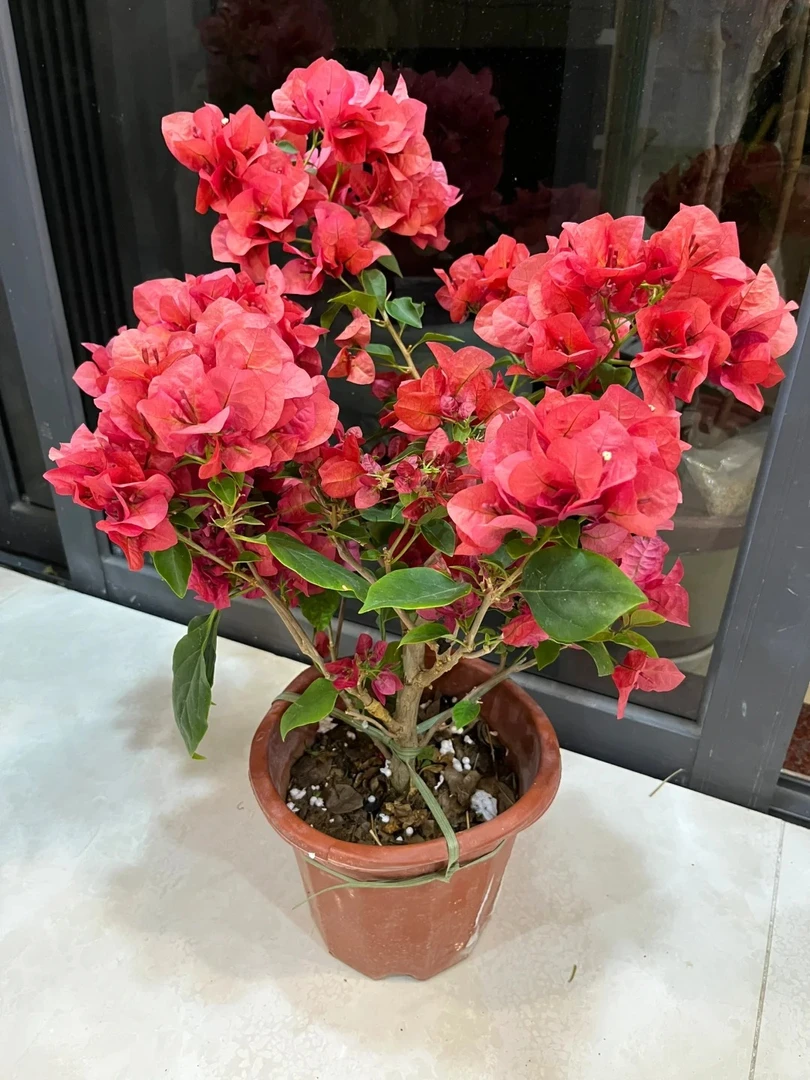 太妃三角梅盆栽四季开花耐热好养适合庭院阳台