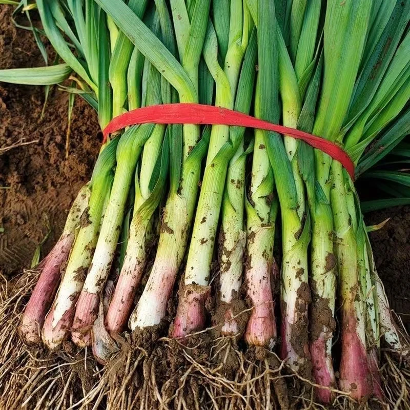 带泥（笨）蒜苗【县长推荐】潢川农村留守老人自种不打药产量小不好看