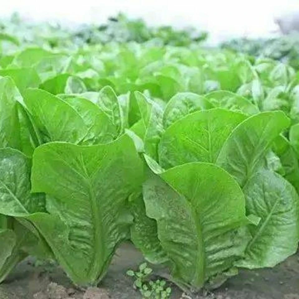 孔雀菜种子阳台盆栽秋冬季生菜种籽四季可播种青菜沙拉菜种孑菜籽